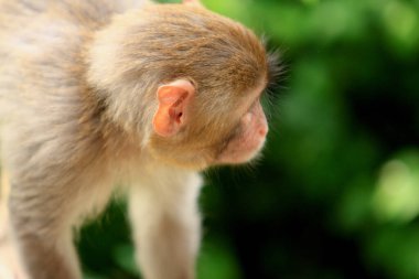 Wii Maymun Kam Shan Şehir Parkı, Kowloon
