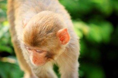 Wii Maymun Kam Shan Şehir Parkı, Kowloon