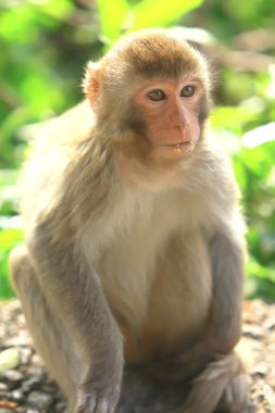 Wii Maymun Kam Shan Şehir Parkı, Kowloon