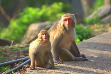 Maymun anne ve bebek Kam Shan Şehir Parkı, Kowloon