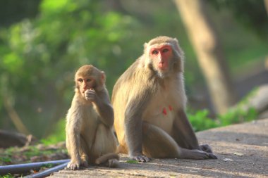 Maymun anne ve bebek Kam Shan Şehir Parkı, Kowloon
