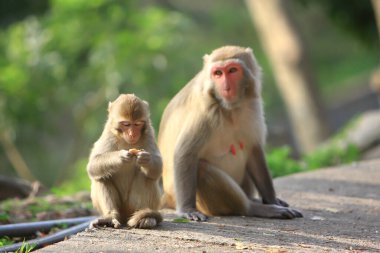 Maymun anne ve bebek Kam Shan Şehir Parkı, Kowloon