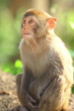 Wii Maymun Kam Shan Şehir Parkı, Kowloon