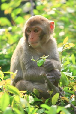 Wii Maymun Kam Shan Şehir Parkı, Kowloon