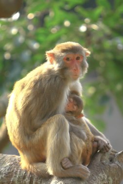 Maymun anne ve bebek Kam Shan Şehir Parkı, Kowloon