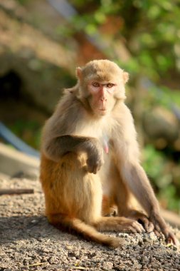 Wii Maymun Kam Shan Şehir Parkı, Kowloon