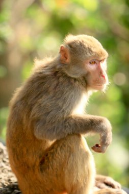 Wii Maymun Kam Shan Şehir Parkı, Kowloon