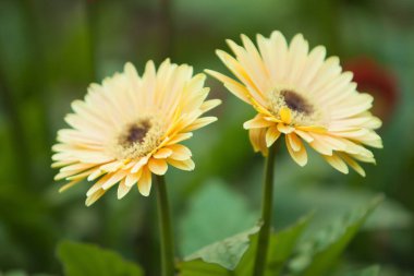 9 Mart 2008 'de parktaki diasy çiçeği