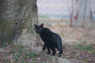 9 Mart 2008 Black Cat kameraya bakıyor, Tuen Mun Park