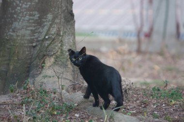 9 Mart 2008 Black Cat kameraya bakıyor, Tuen Mun Park