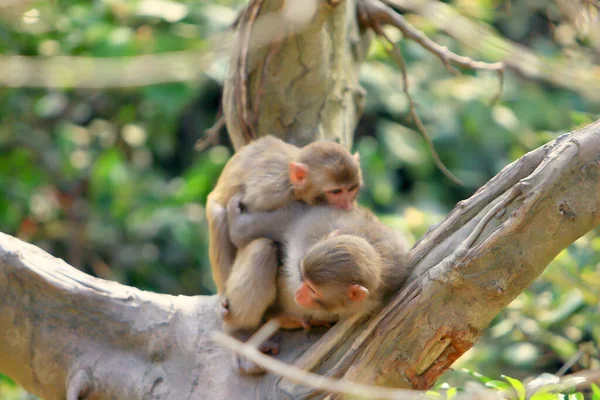 Wilild Monkey Kam Shan Country Park Kowloon — Stok Foto