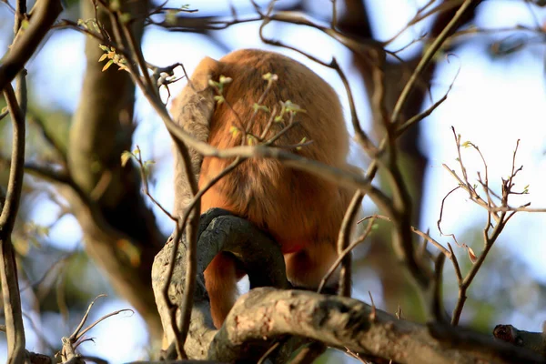 Singe Wiild Dans Kam Shan Country Park Kowloon — Photo