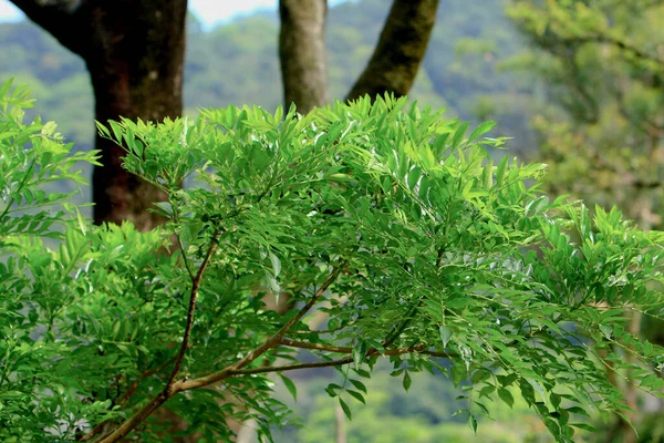 Fondo Hojas Verdes Hermoso Paisaje Árboles Verdes — Foto de Stock