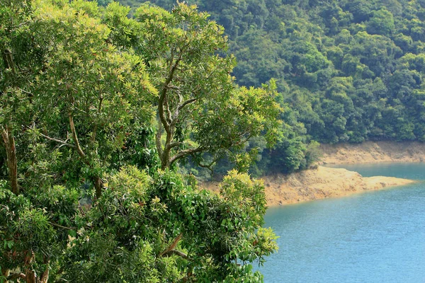 Fondo Hojas Verdes Hermoso Paisaje Árboles Verdes — Foto de Stock