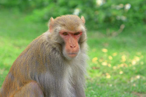 香港郊野公园的猴子 — 图库照片