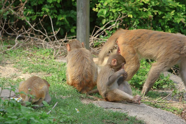 Monyet Taman Nasional Hong Kong — Stok Foto