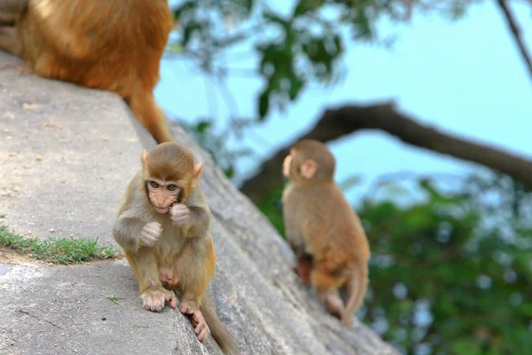 Wilild Monkey Kam Shan Country Park Kowloon — Stok Foto