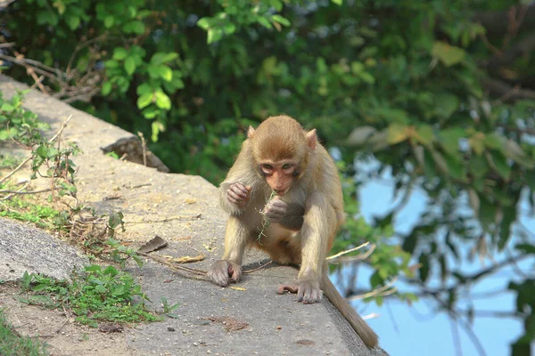 Affe Kam Shan Country Park Kowloon — Stockfoto