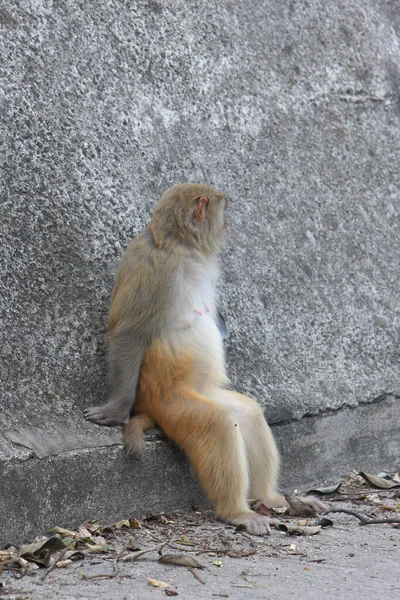 Monkey Hong Kong Kam Shan Country Park — Stockfoto