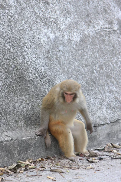 香港の猿 シャン カントリー パーク — ストック写真