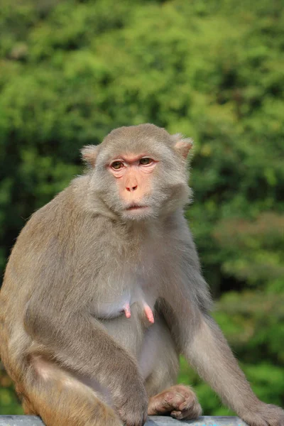 香港国立公園の猿 — ストック写真