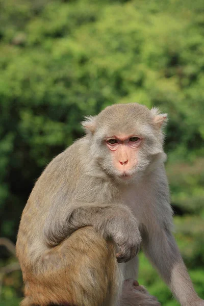香港郊野公园的猴子 — 图库照片