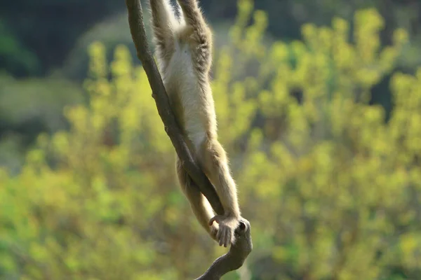Małpa Hong Kongu Kam Shan Country Park — Zdjęcie stockowe