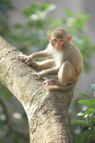 Wii Maymun Kam Shan Şehir Parkı, Kowloon