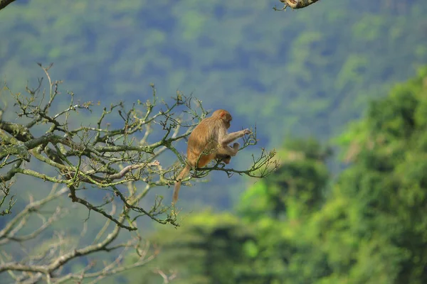 Monkey Hong Kong Kam Shan Country Park — Foto Stock