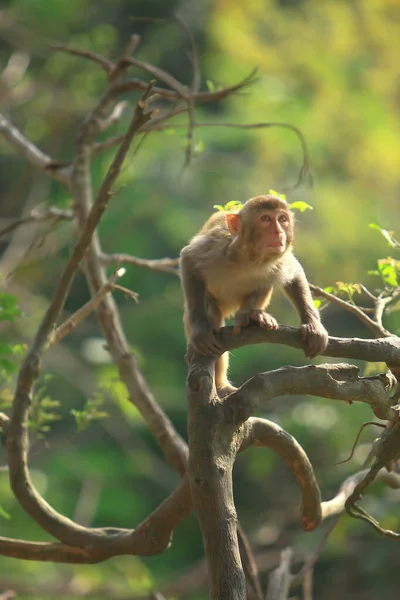 Der Affe Hongkong Kam Shan Country Park — Stockfoto