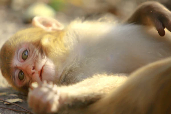 Wilild Monkey Kam Shan Country Park Kowloon — Stok Foto