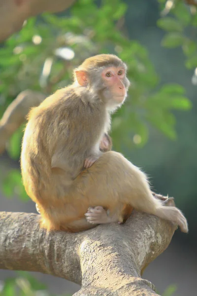 シャン カントリー パーク九龍の猿の母親と赤ちゃん — ストック写真