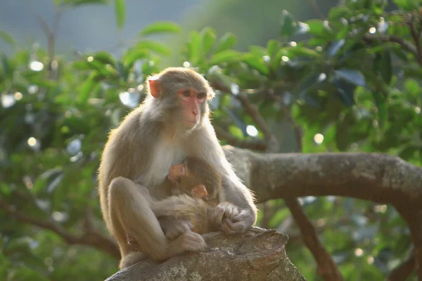 Mono Madre Bebé Kam Shan Country Park Kowloon — Foto de Stock