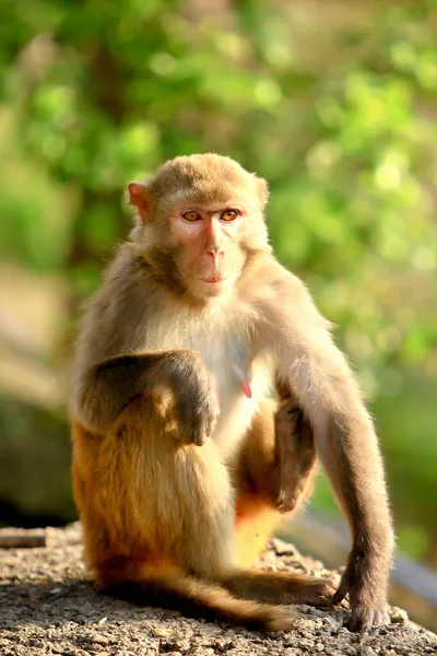 Wild Monkey Kam Shan Country Park Kowloon — Stockfoto