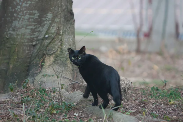 Mart 2008 Black Cat Kameraya Bakıyor Tuen Mun Park — Stok fotoğraf