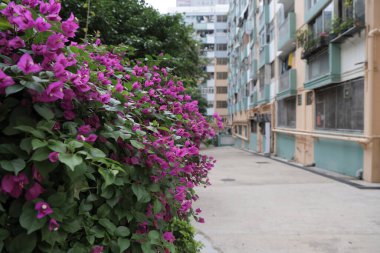 10 Jan 2022 flower bed at The Garden Estate at Kwun ton