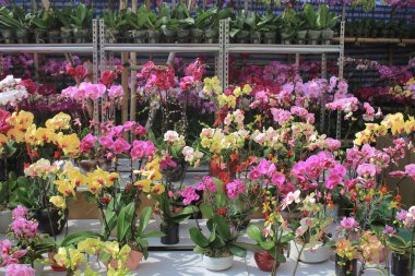 Ay yeni yıl Hong Kong'da Fuar