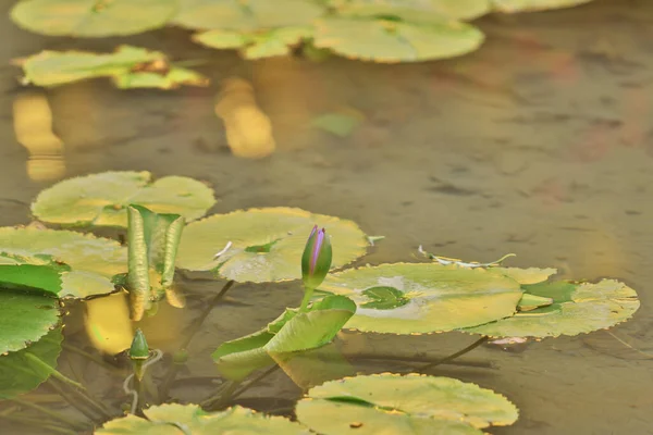 Vackra Lotusar Flyter Den Gröna Vilda Dammen — Stockfoto