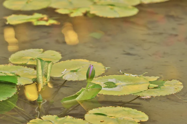 Hermosos Lotos Flotando Estanque Verde Salvaje —  Fotos de Stock