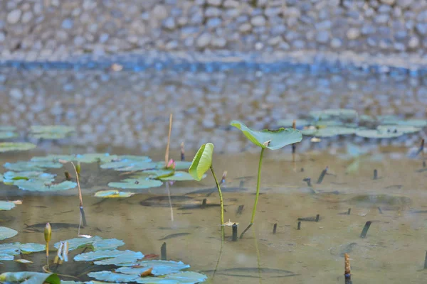 연못에 아름다운 로터스 — 스톡 사진