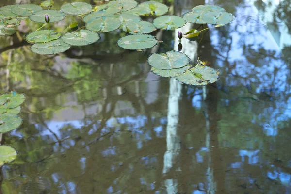 Lotes Bonitos Flutuando Lagoa Selvagem Verde — Fotografia de Stock