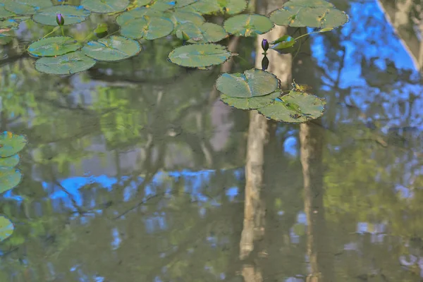 Όμορφοι Λωτοί Επιπλέουν Στην Πράσινη Άγρια Λίμνη — Φωτογραφία Αρχείου