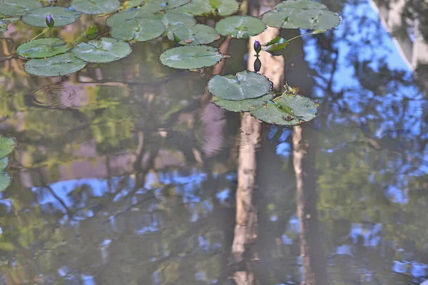 Schöne Lotusblüten Die Grünen Wilden Teich Schwimmen — Stockfoto