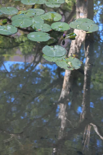 Piękne Lotosy Pływające Zielonym Dzikim Stawie — Zdjęcie stockowe