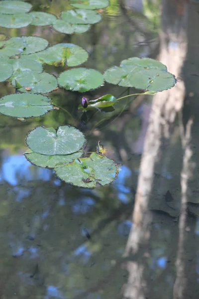 연못에 아름다운 로터스 — 스톡 사진