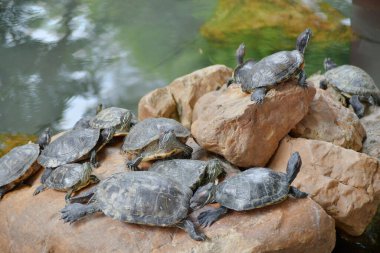 Eşitsizlik ve sosyal sınıf. Gelir ve ekonomik eşitsizlik kavramı.