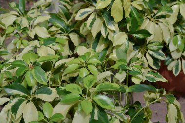 layout made of green leaves. Flat lay. Nature background