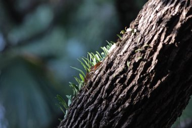 Güneş ışınları, yeşil ormandaki güneş ışığı..