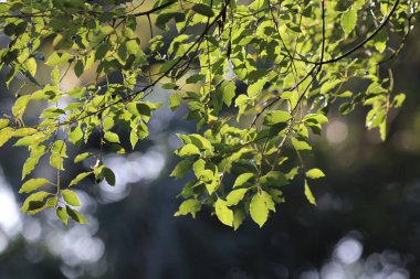 Güneşi çevreleyen yapraklar, yeşil yapraklı güneş ışığı