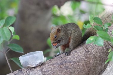 Sincaplar Sciuridae familyasının üyeleridir.